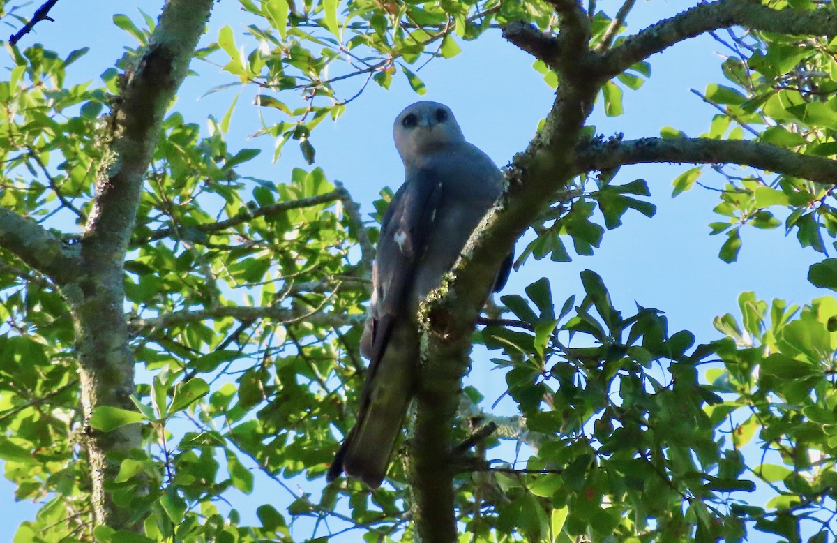 Mississippi Kite - ML620212215