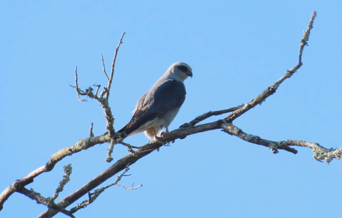 Mississippi Kite - ML620212218