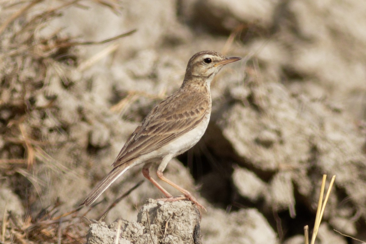 Paddyfield Pipit - ML620212219