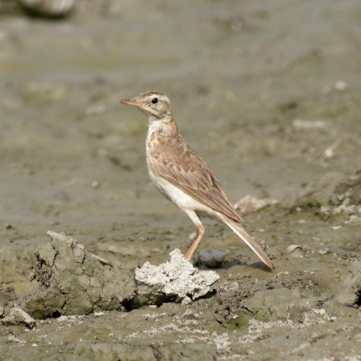 Paddyfield Pipit - ML620212222