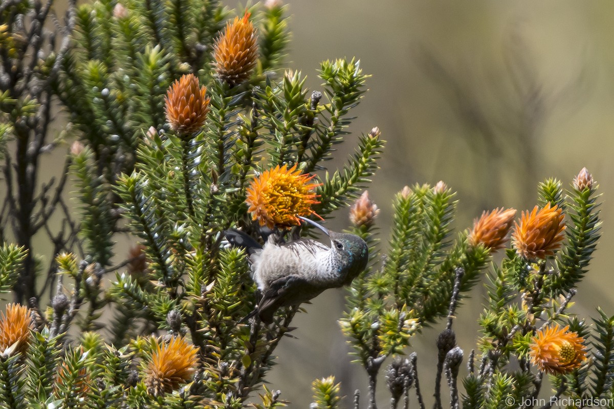 Colibrí del Chimborazo - ML620212227