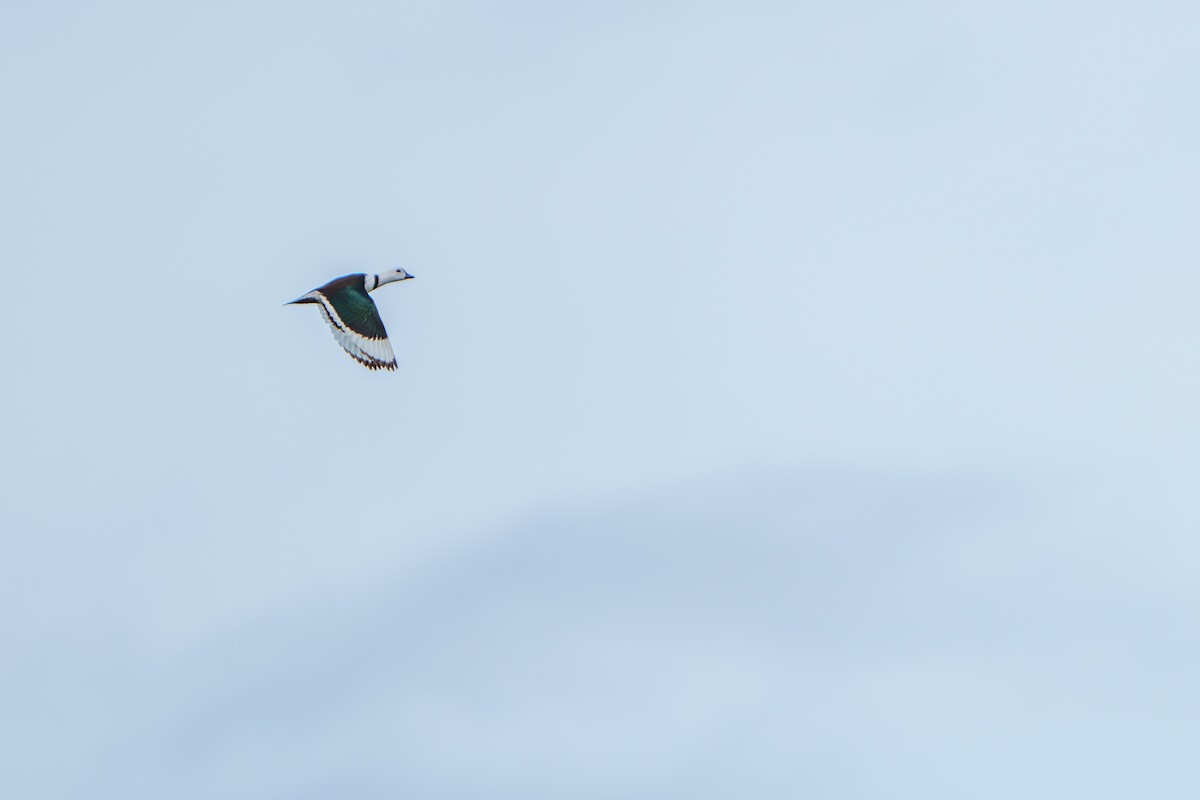 Cotton Pygmy-Goose - ML620212229