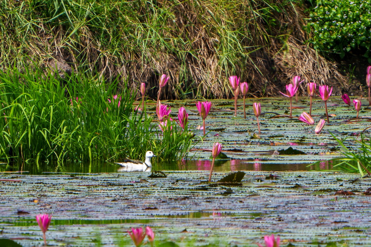 Cotton Pygmy-Goose - ML620212233