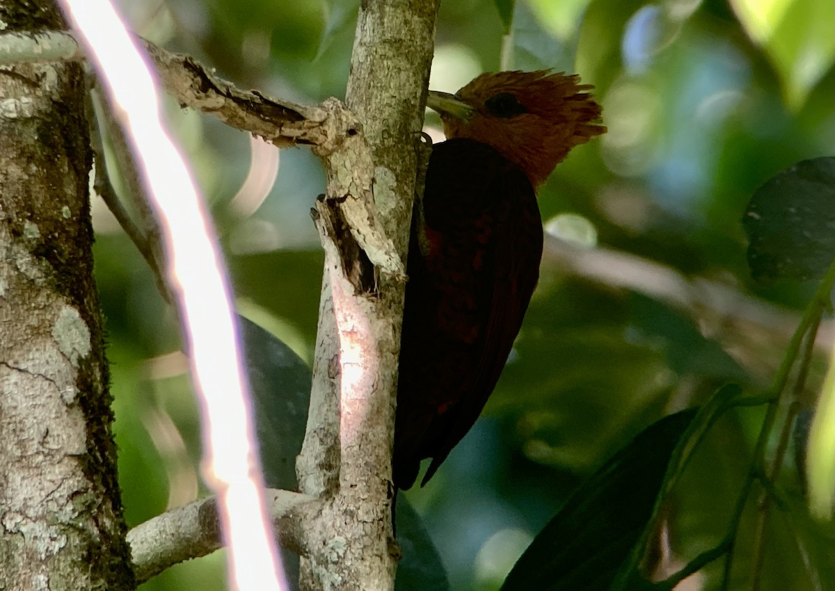 Chestnut-colored Woodpecker - Barry Zimmer