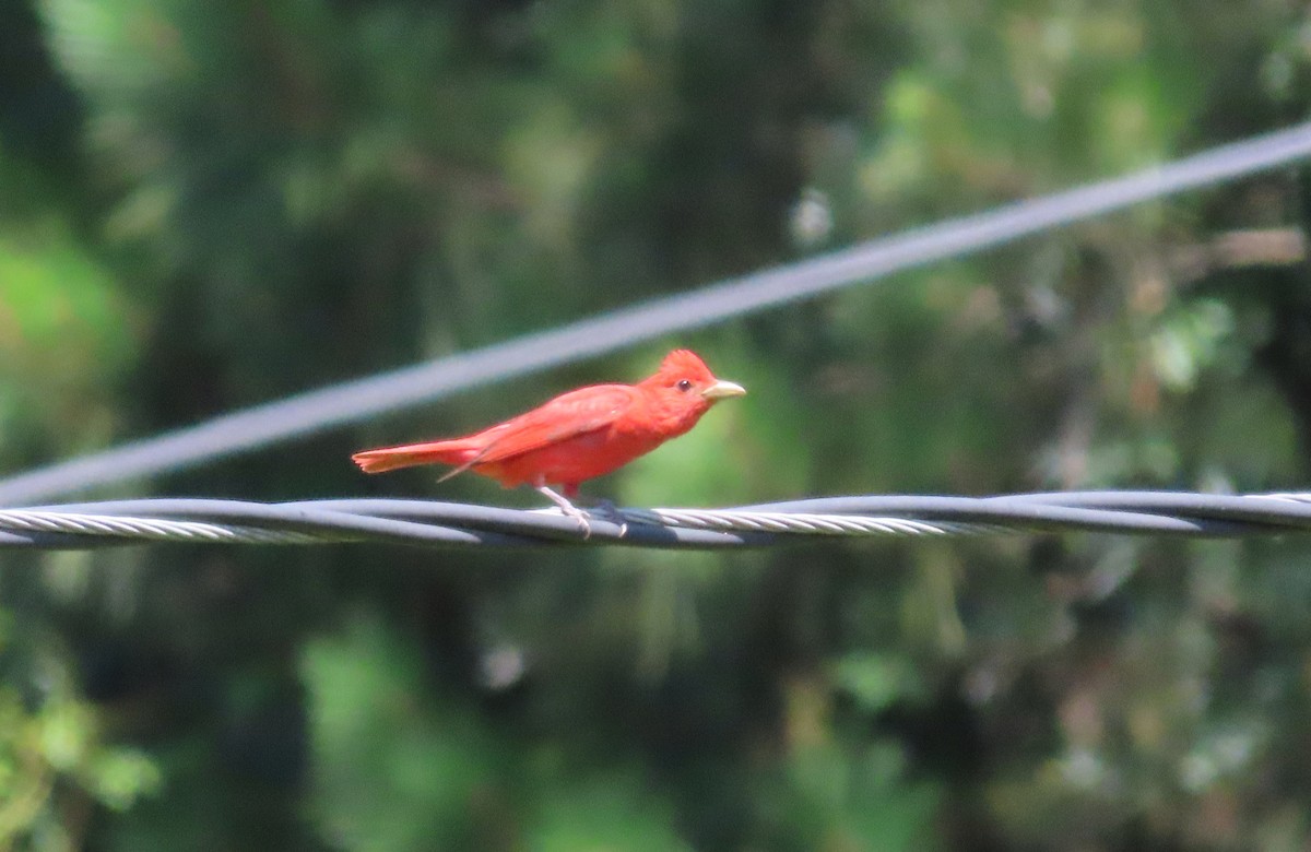 Summer Tanager - ML620212252