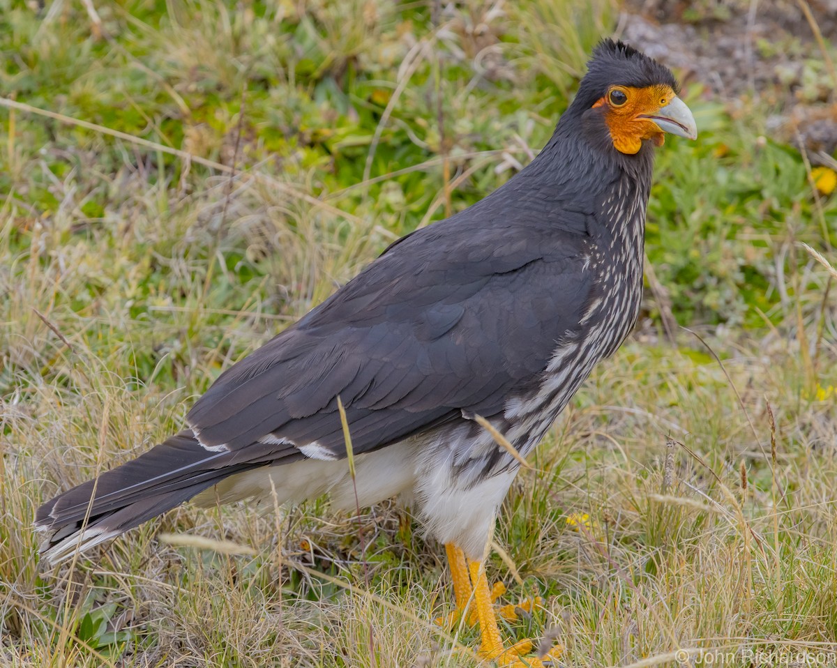 Caracara caronculé - ML620212261