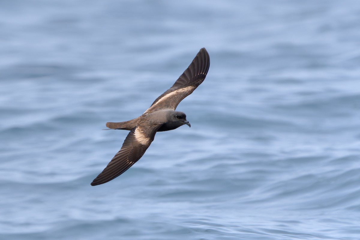 Markham's Storm-Petrel - ML620212263