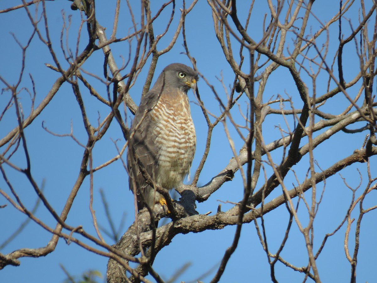 Buse à gros bec - ML620212266