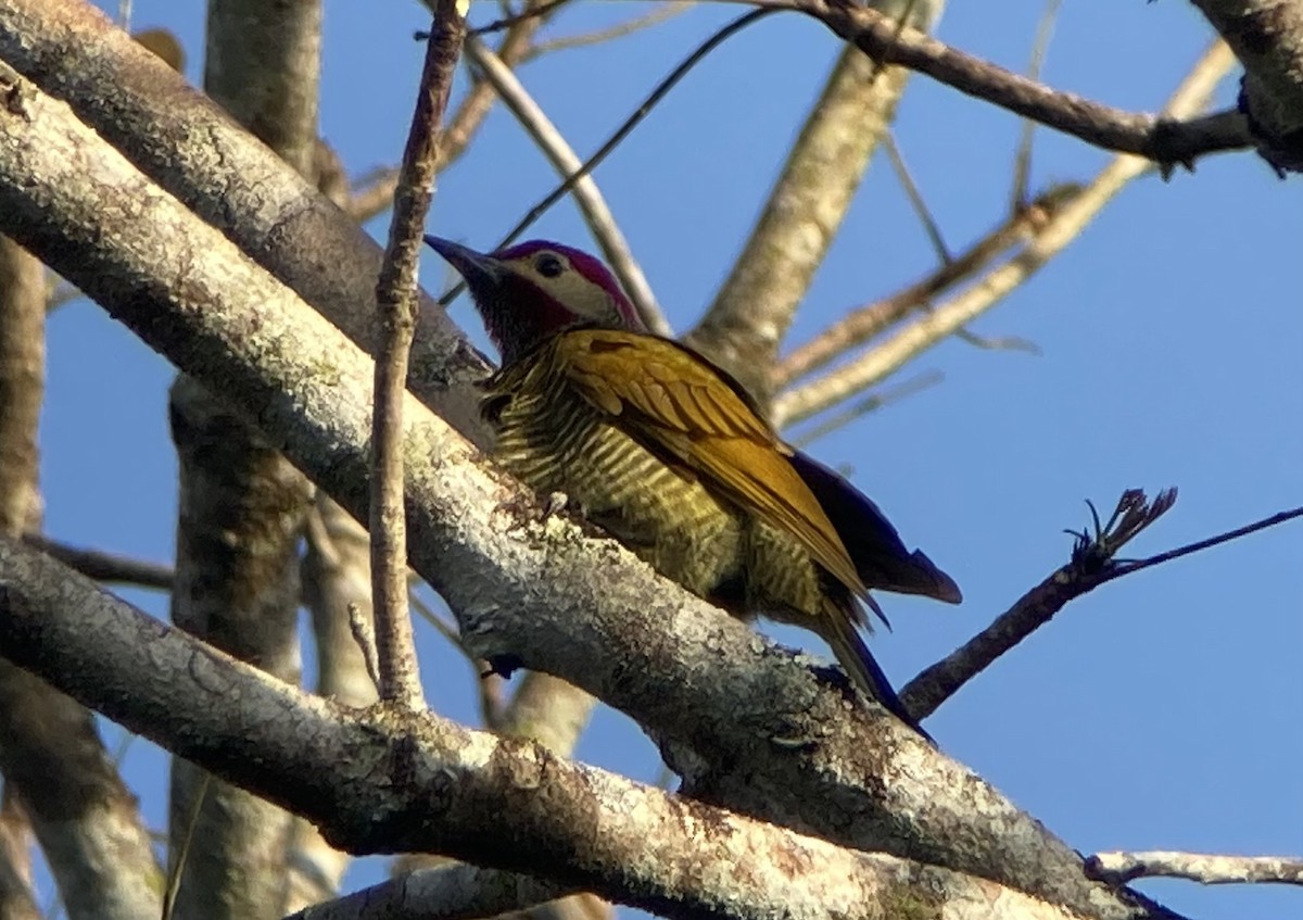 Golden-olive Woodpecker - ML620212288