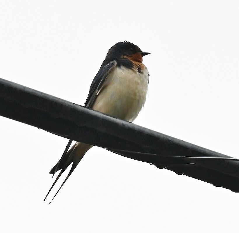 Barn Swallow - ML620212296
