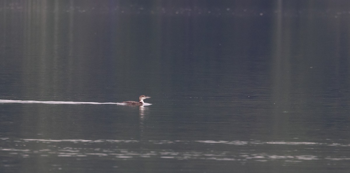 Common Loon - Jay McGowan