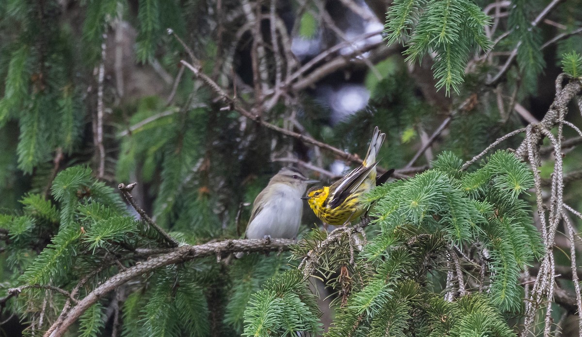 Cape May Warbler - ML620212334