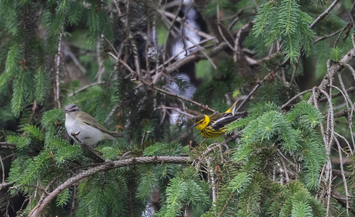 Cape May Warbler - ML620212336