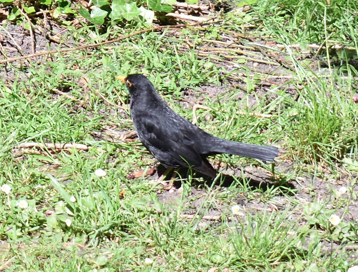 Eurasian Blackbird - ML620212338