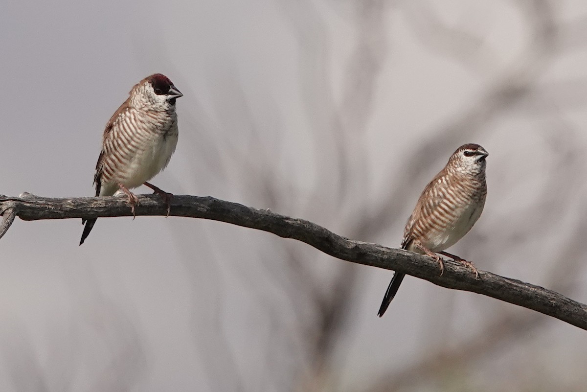 Plum-headed Finch - ML620212340