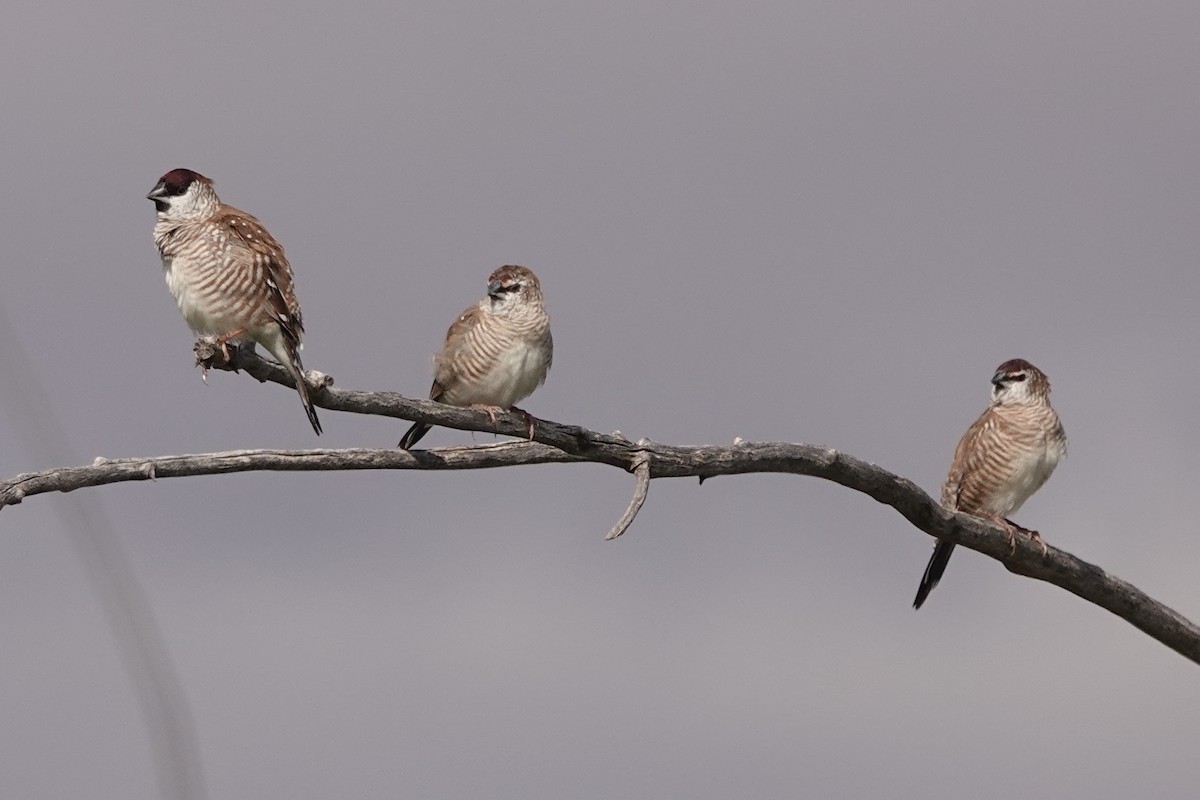 Plum-headed Finch - ML620212341