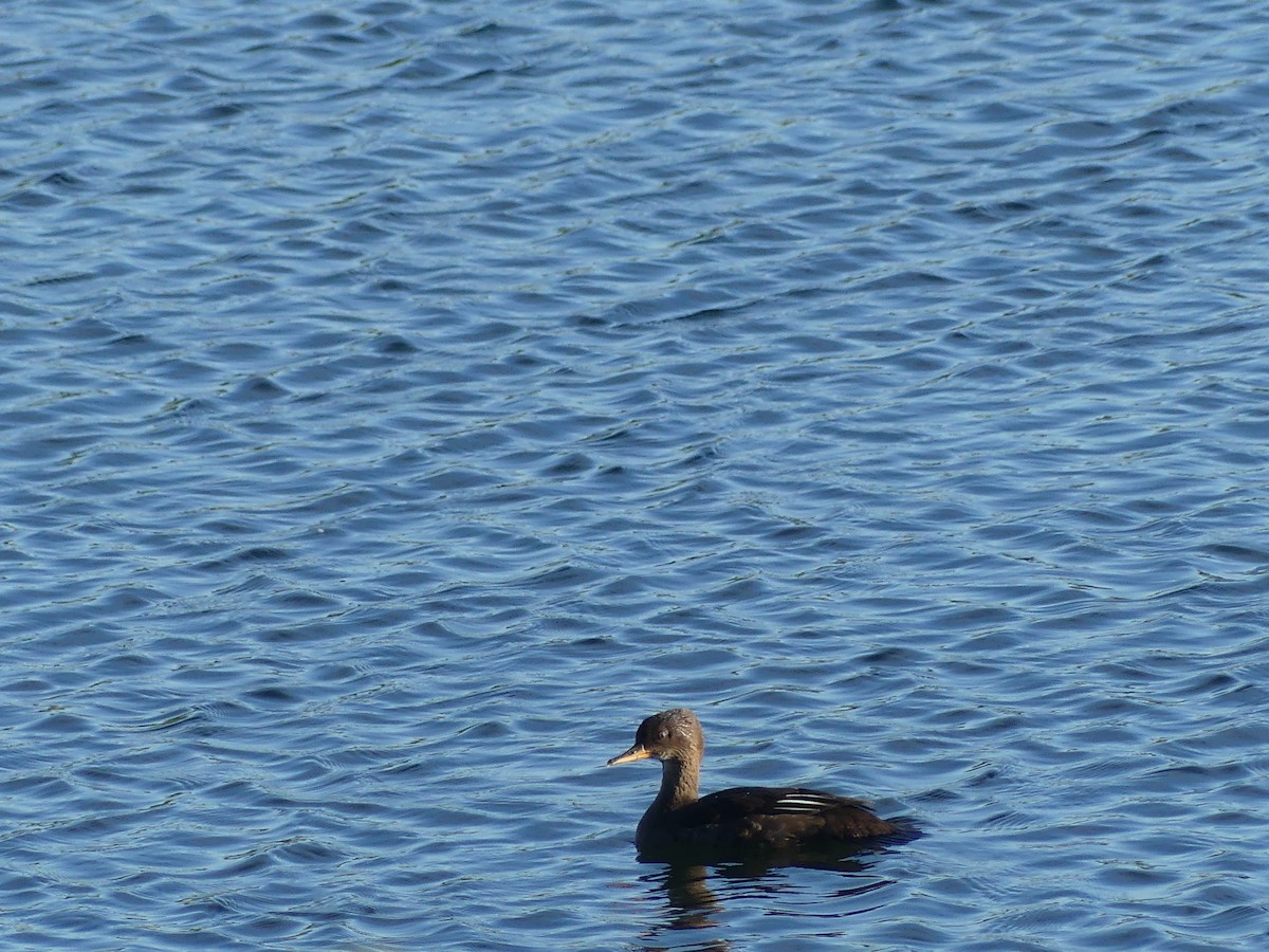 Hooded Merganser - ML620212344