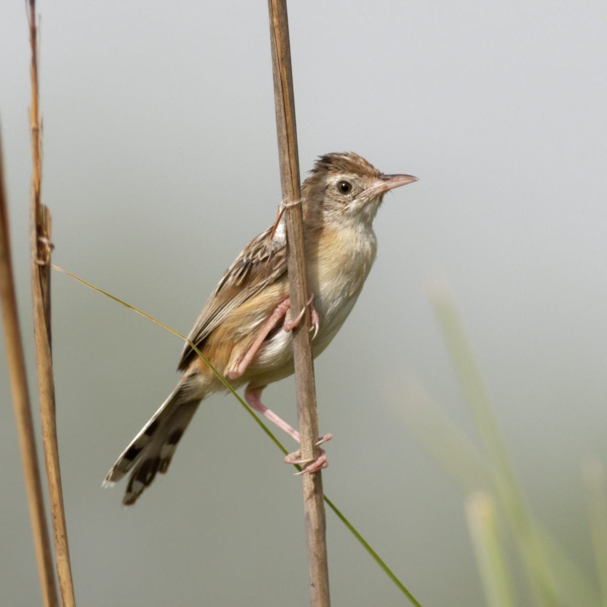 Zitting Cisticola - ML620212353