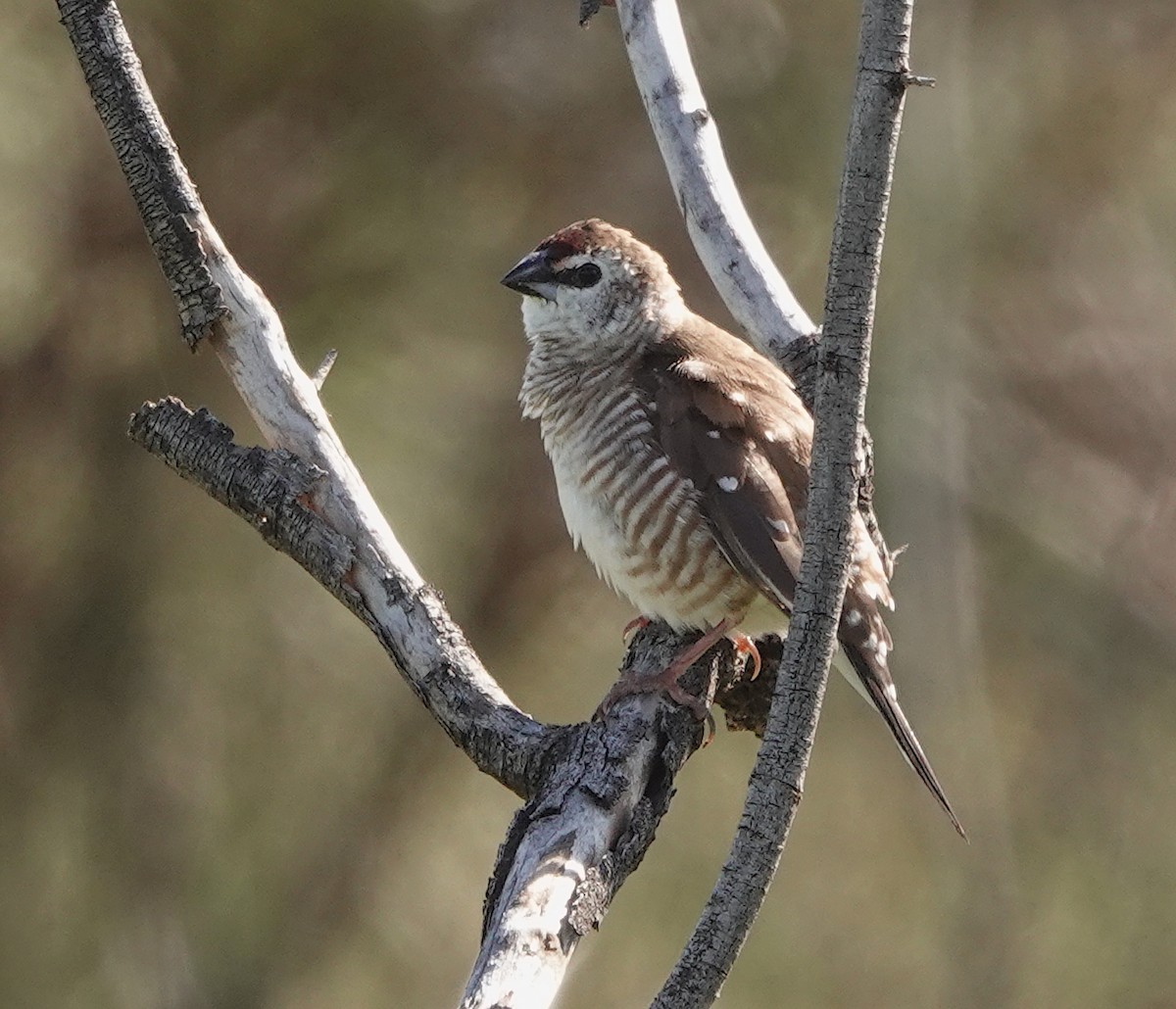 Plum-headed Finch - ML620212361