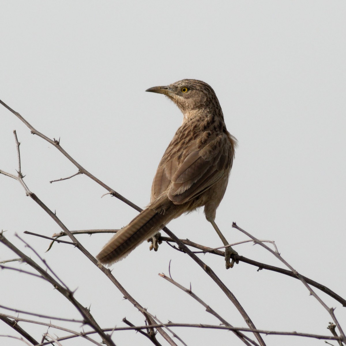 Striated Babbler - ML620212363