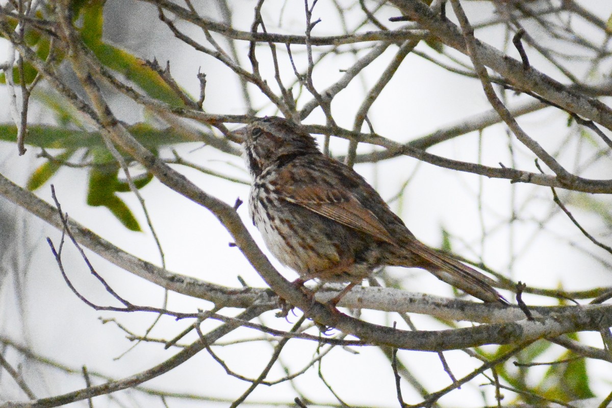 Song Sparrow (heermanni Group) - ML620212364