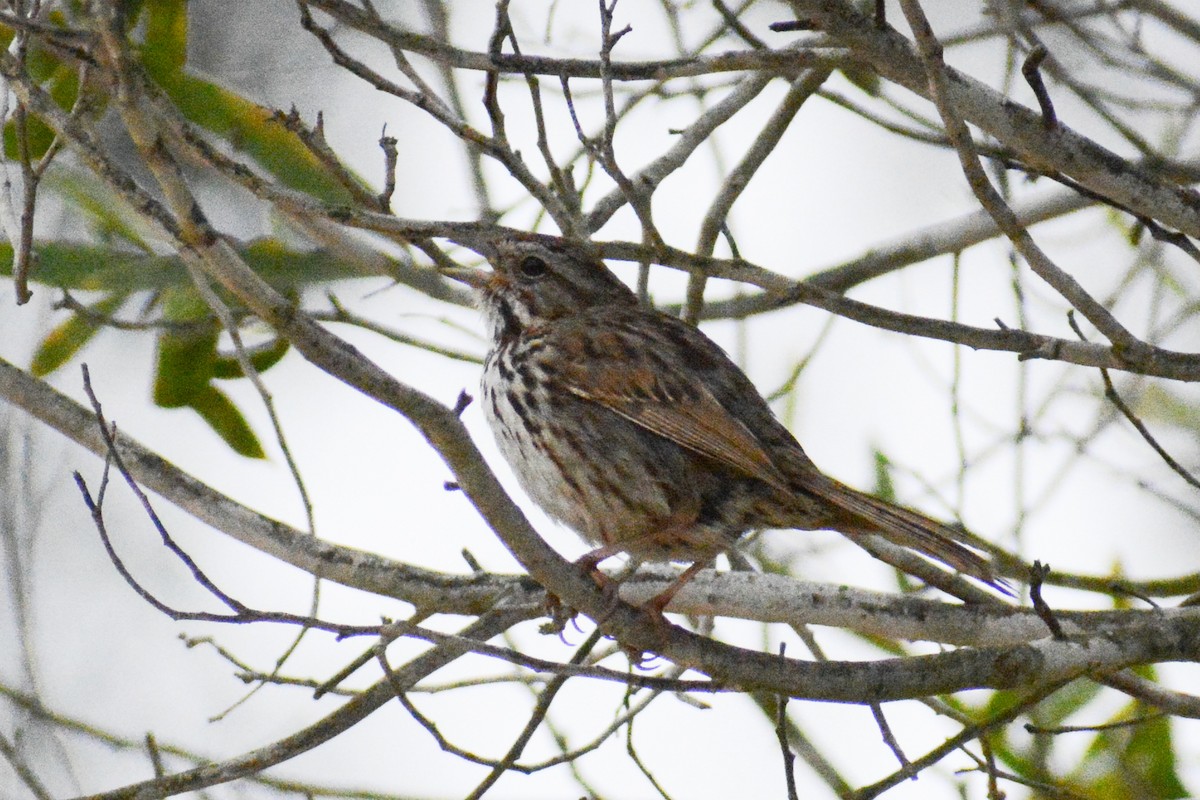 Song Sparrow (heermanni Group) - ML620212365