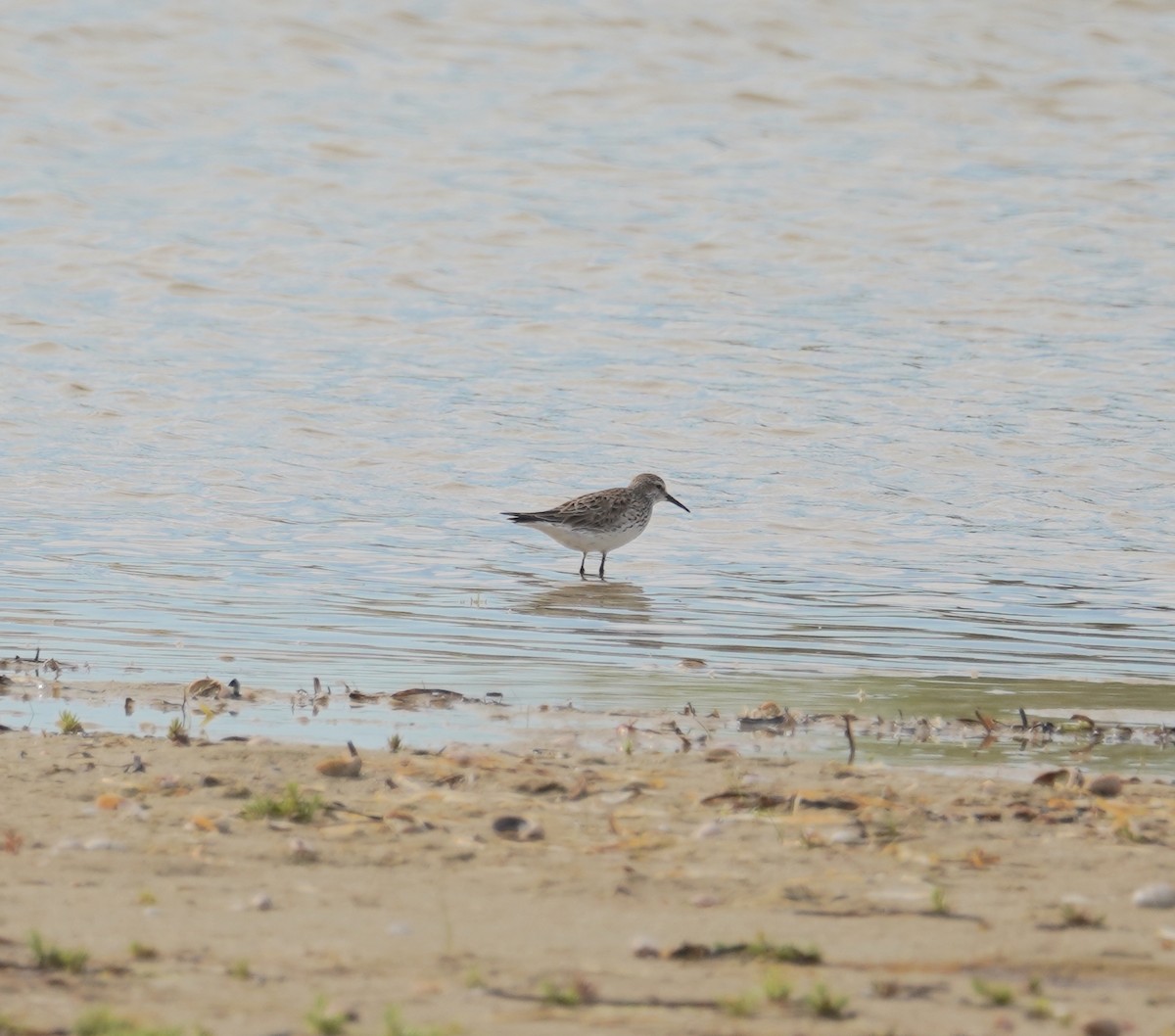 Weißbürzel-Strandläufer - ML620212366