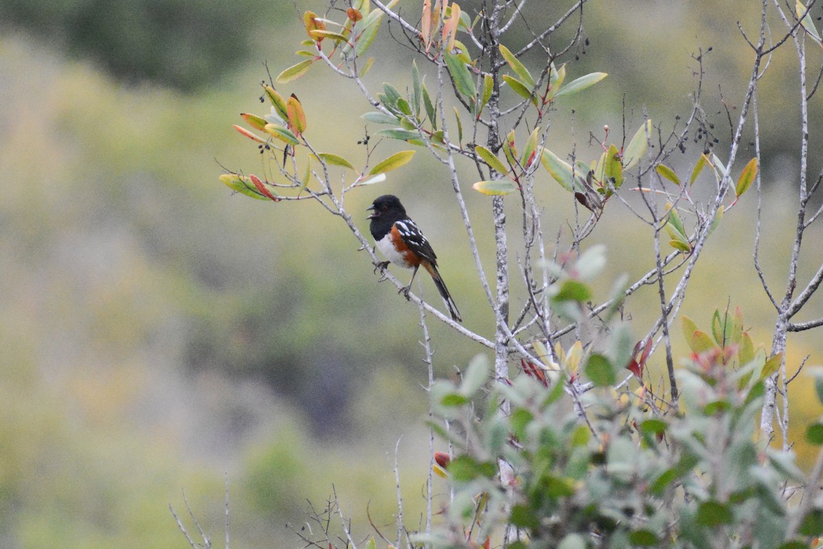 Spotted Towhee - ML620212370