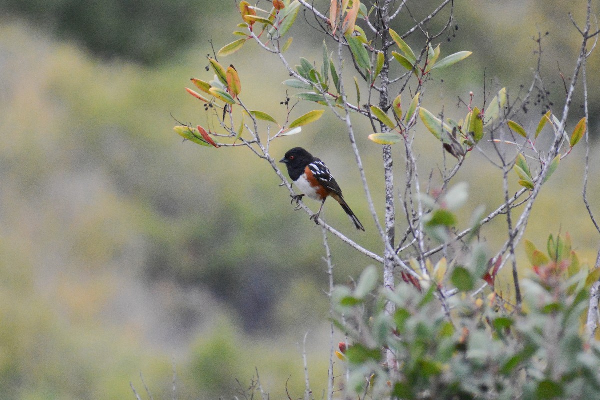 Spotted Towhee - ML620212371