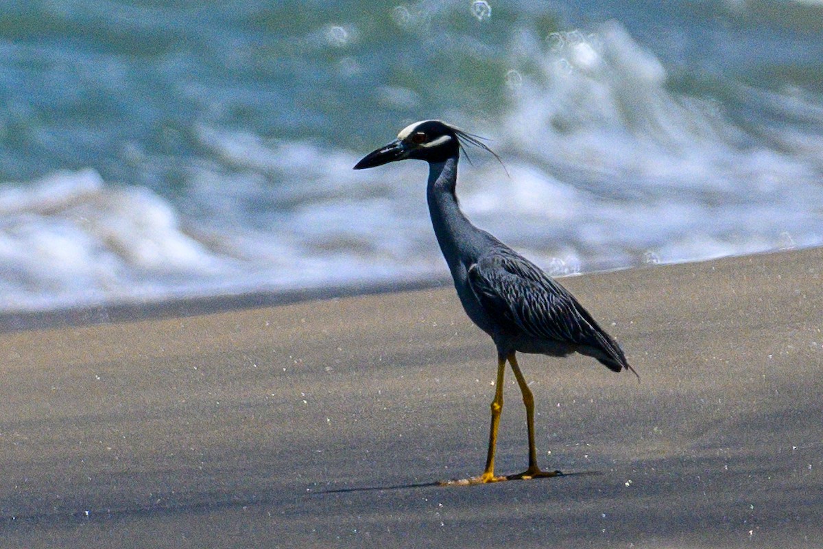 Yellow-crowned Night Heron - ML620212382