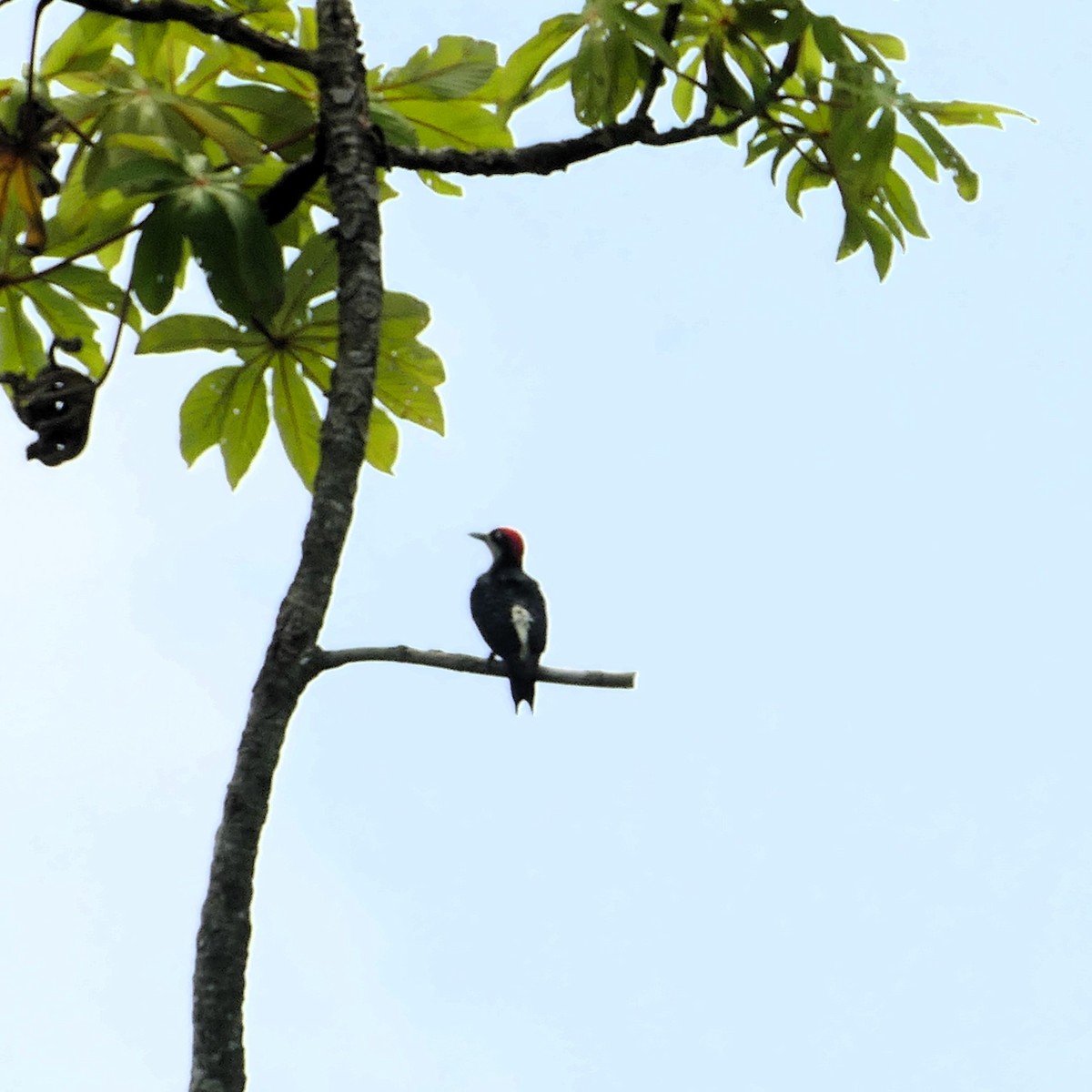 Black-cheeked Woodpecker - ML620212384