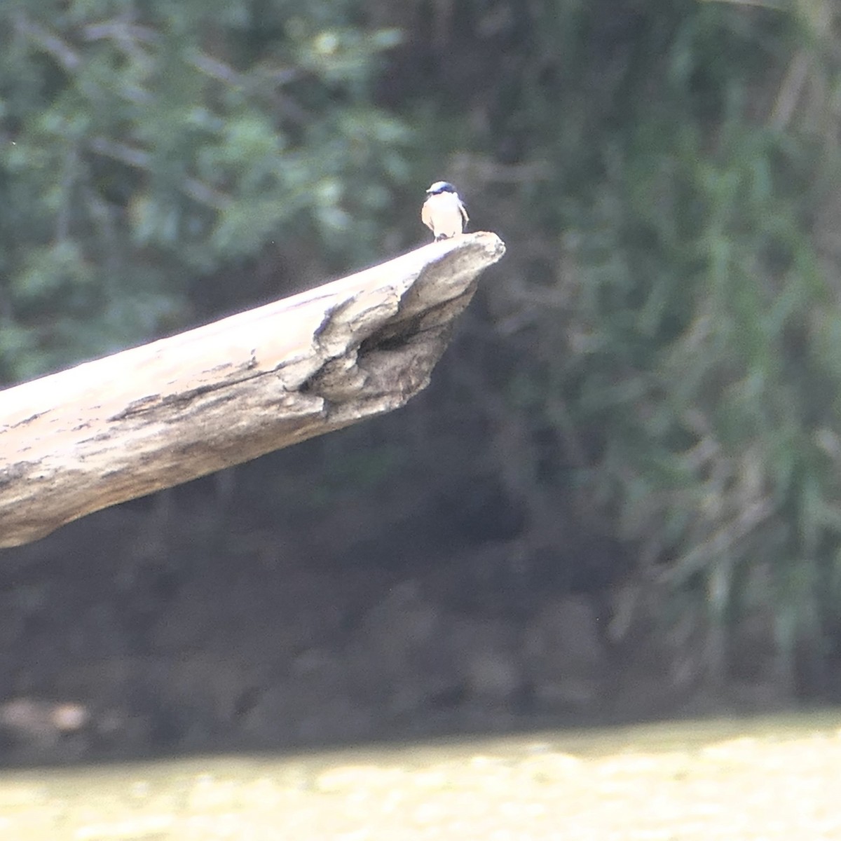 Mangrove Swallow - ML620212396