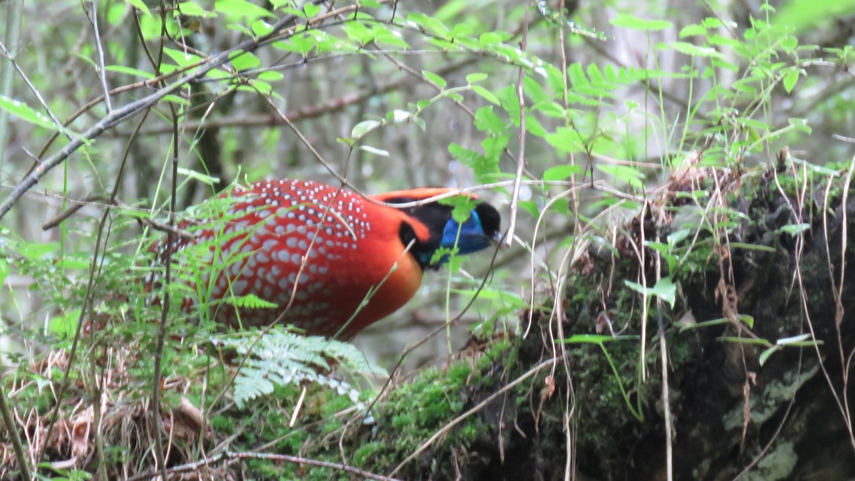 Temminck's Tragopan - ML620212401