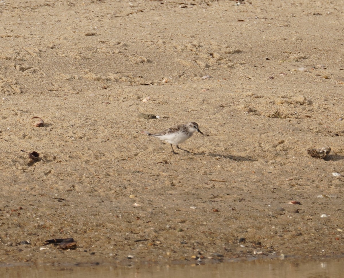 Semipalmated Sandpiper - ML620212408