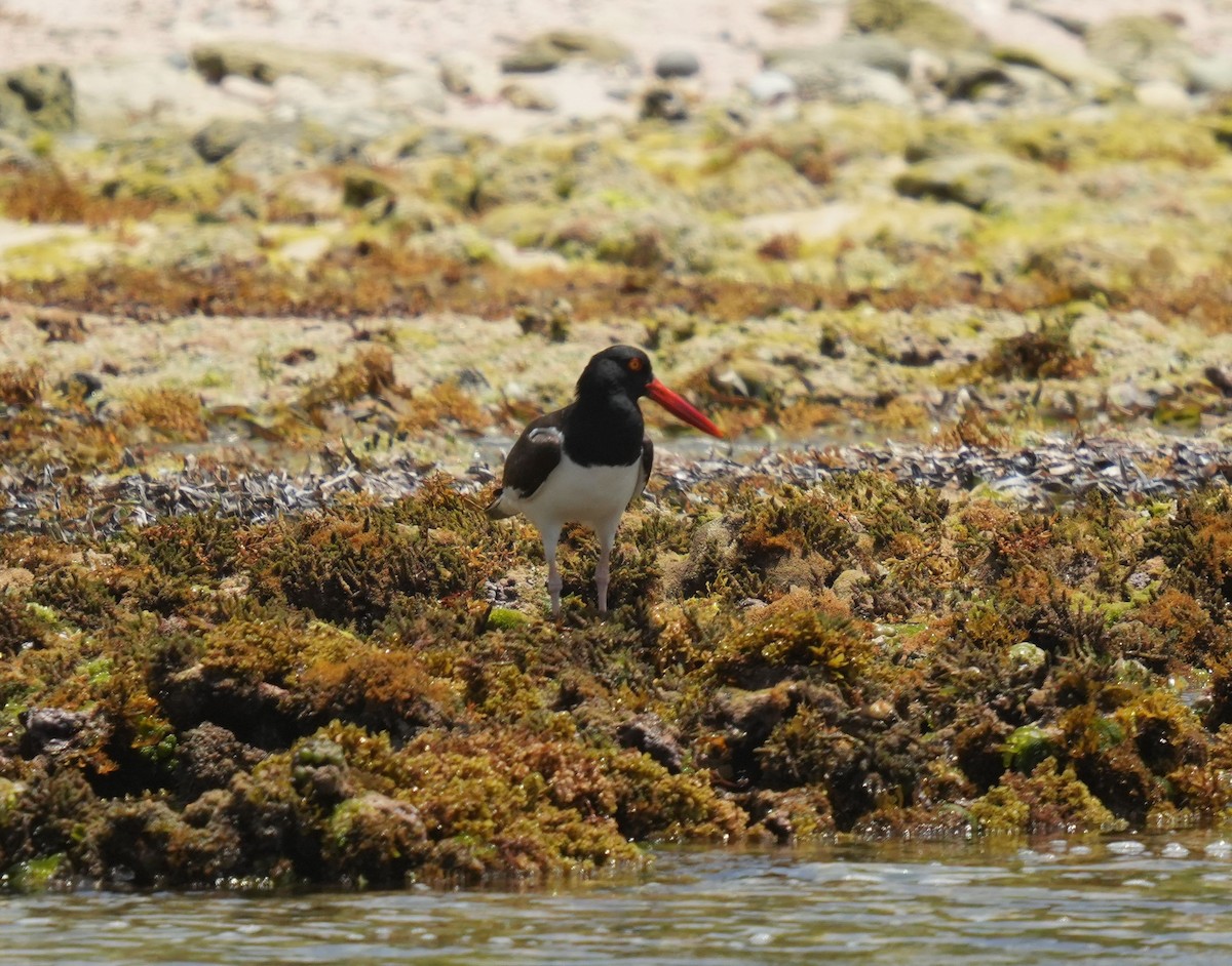 American Oystercatcher - ML620212411