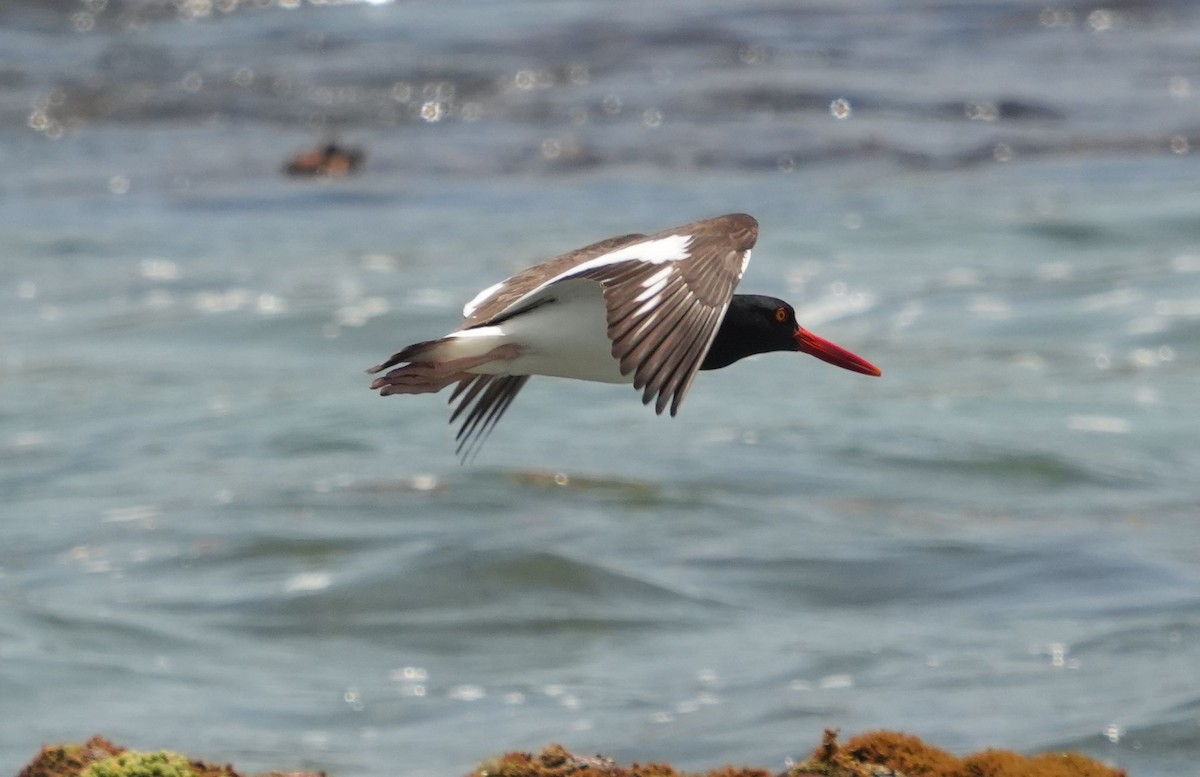 American Oystercatcher - ML620212419