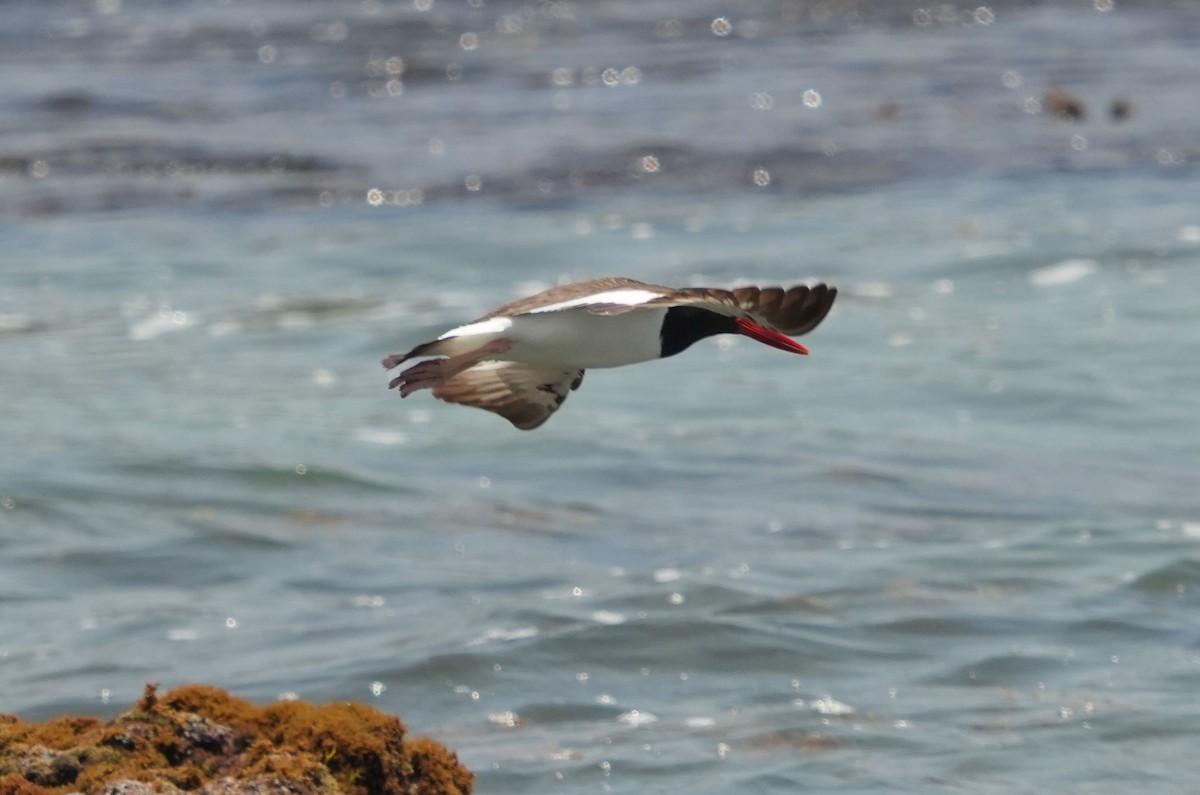 American Oystercatcher - ML620212420