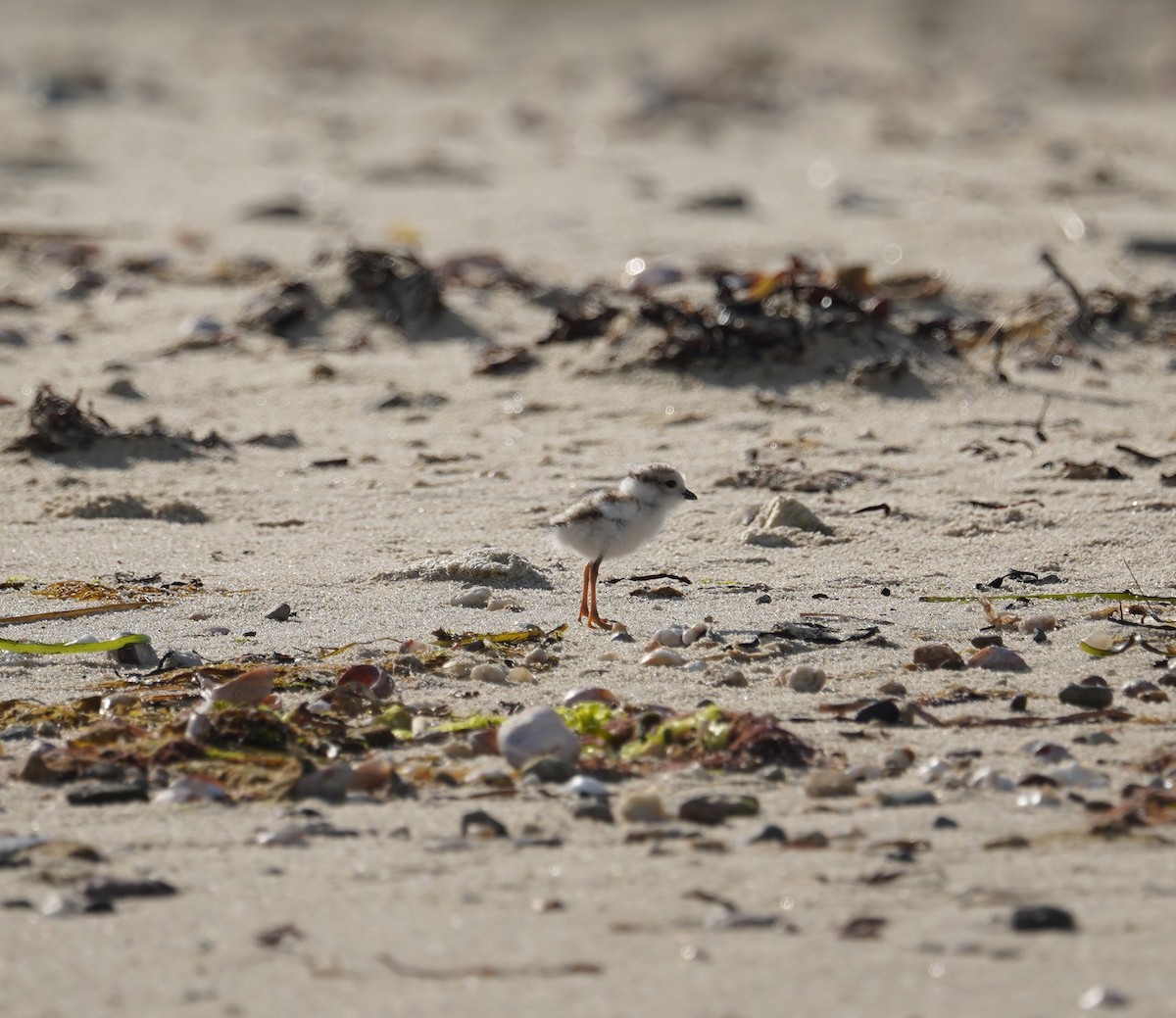 Piping Plover - ML620212423