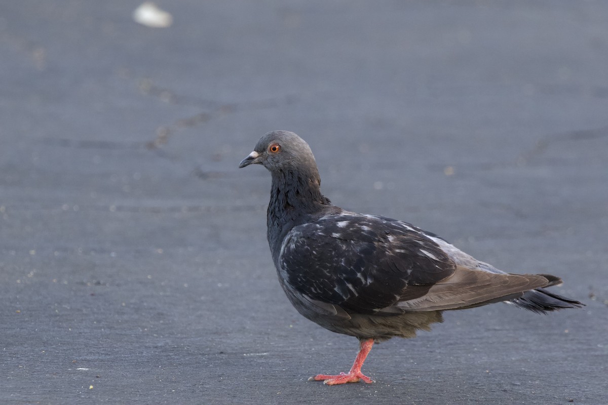 Rock Pigeon (Feral Pigeon) - ML620212459