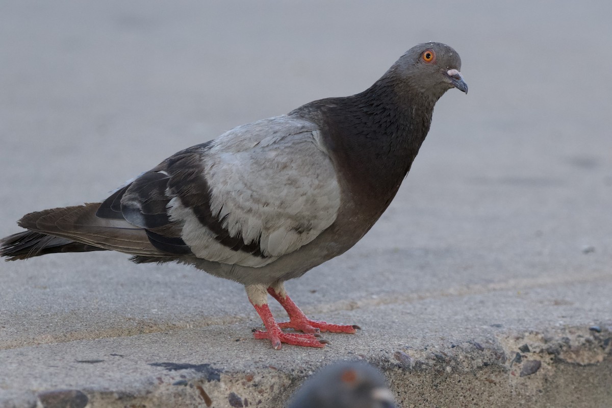 Rock Pigeon (Feral Pigeon) - ML620212460