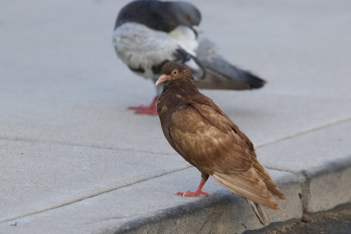 Rock Pigeon (Feral Pigeon) - ML620212461