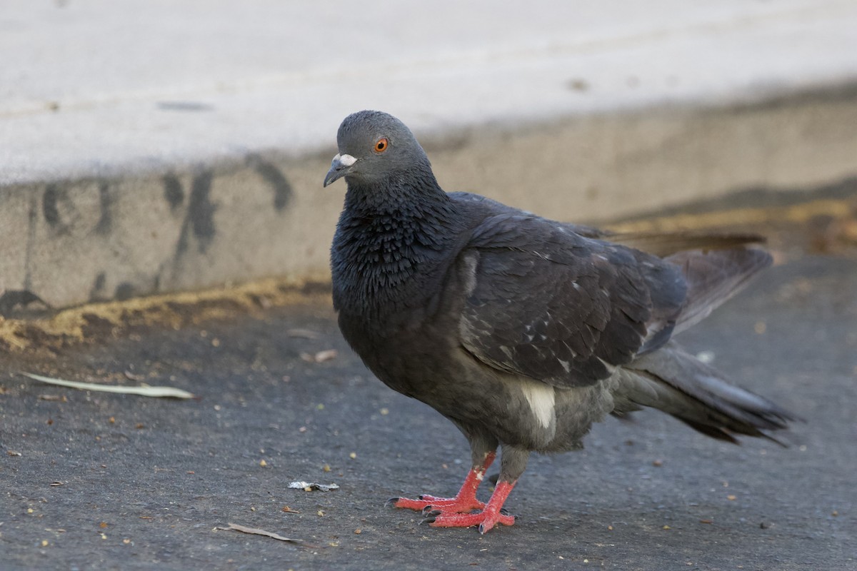 Rock Pigeon (Feral Pigeon) - ML620212462