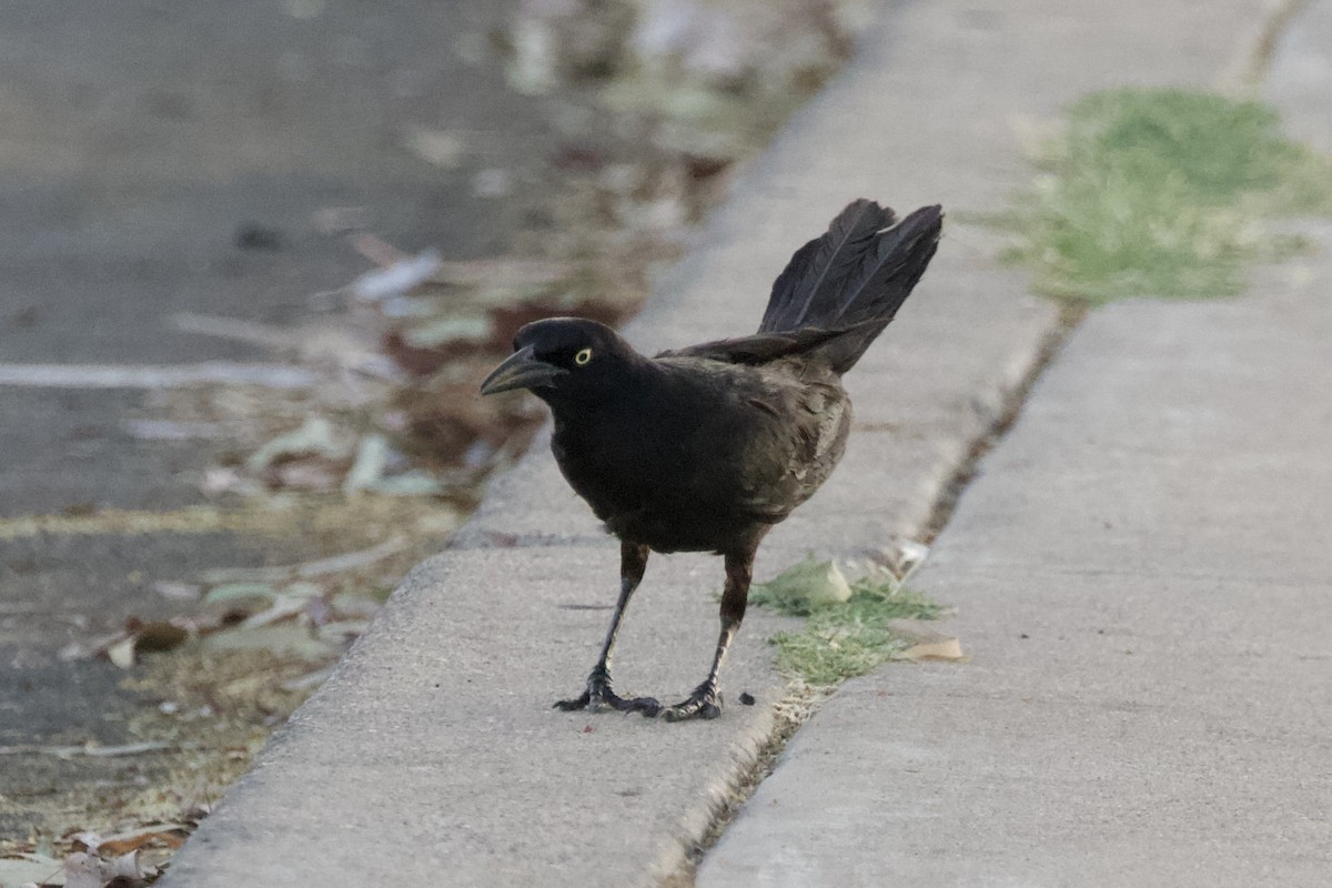Great-tailed Grackle - ML620212464
