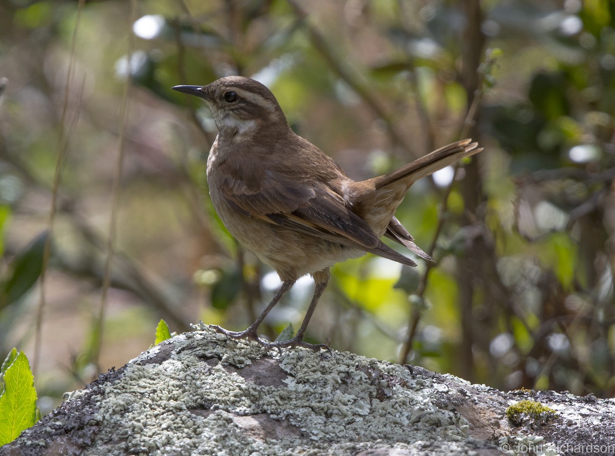 Chestnut-winged Cinclodes - ML620212469