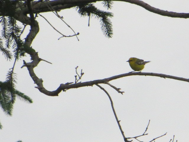 Blue-winged Warbler - ML620212473