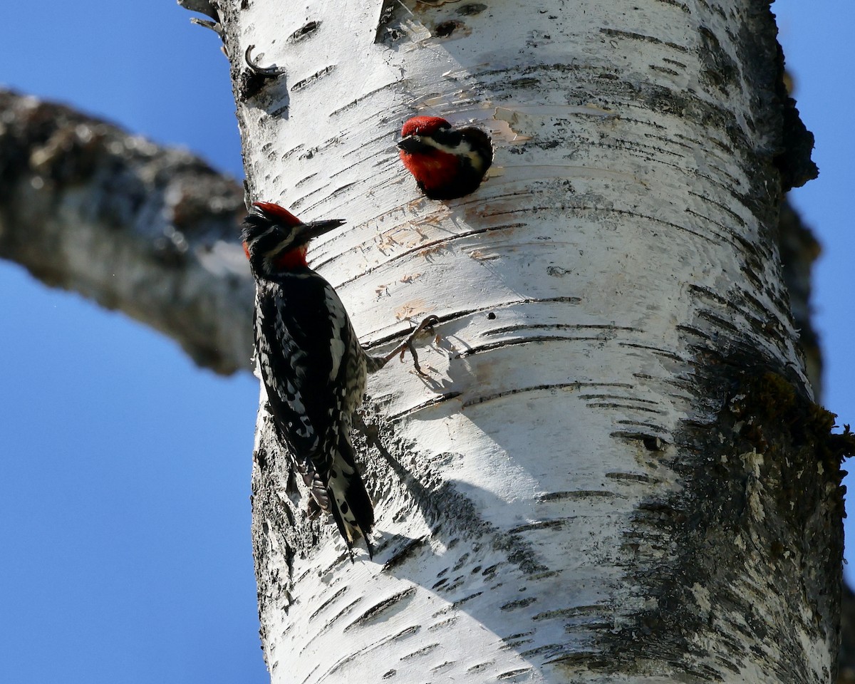 Pic à nuque rouge - ML620212476