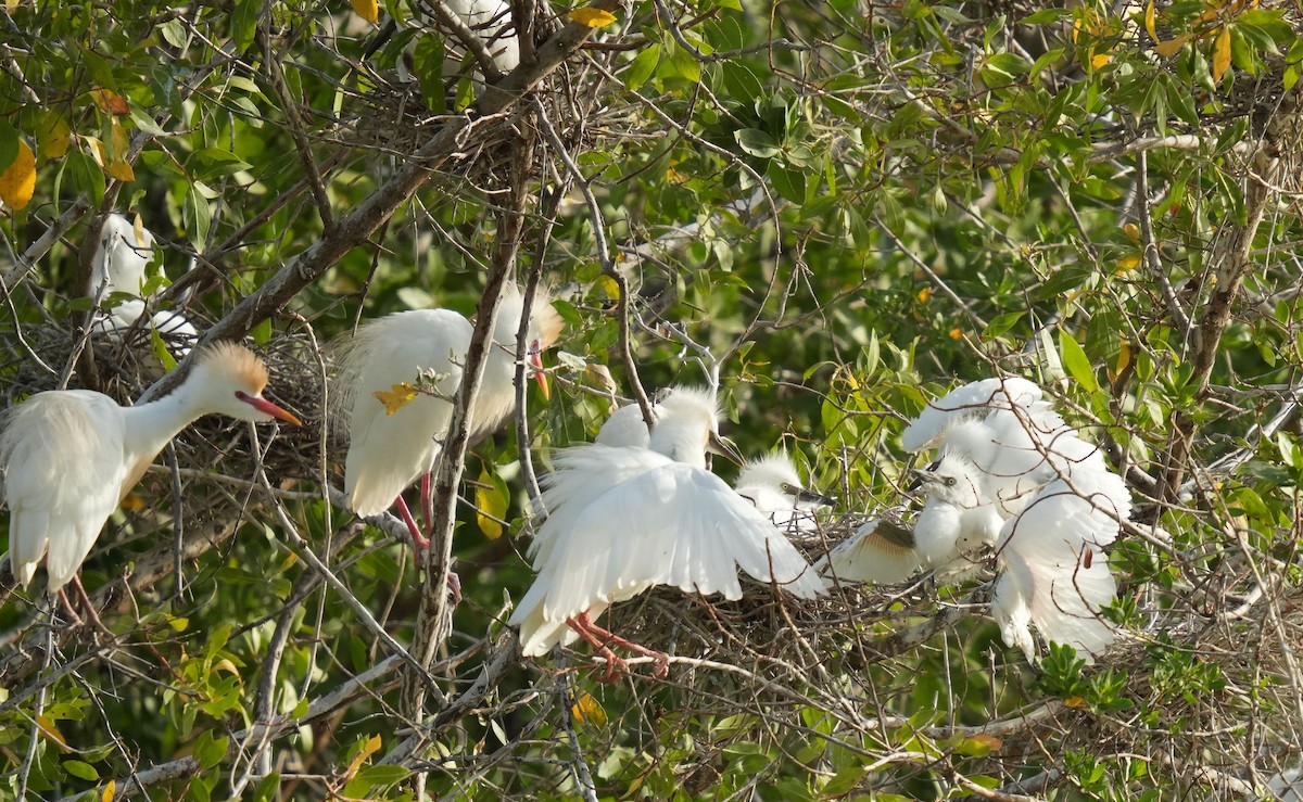 Western Cattle Egret - ML620212487