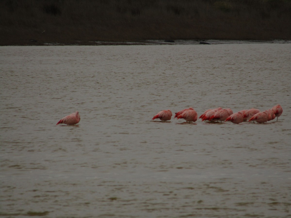 Şili Flamingosu - ML620212515