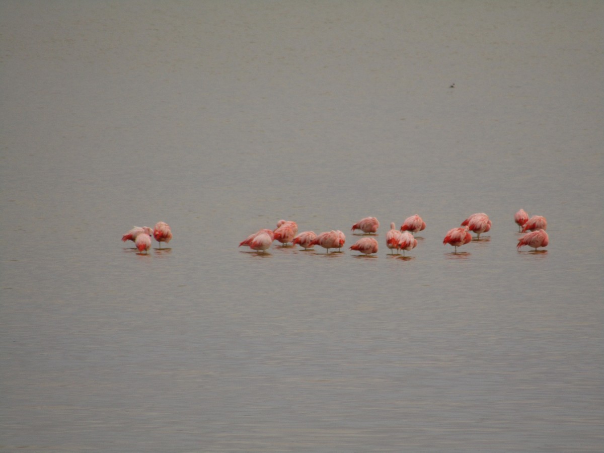 Şili Flamingosu - ML620212516