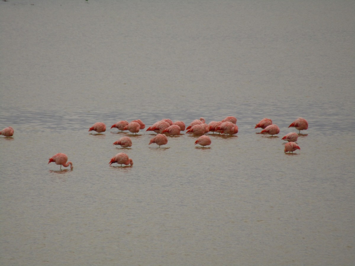 Şili Flamingosu - ML620212517